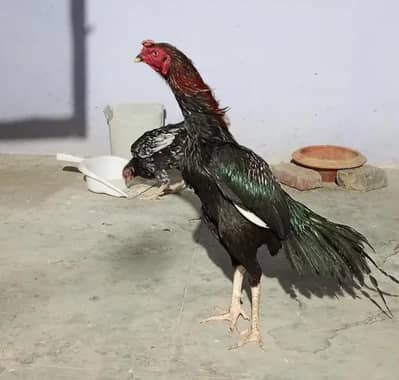 Mushka lakha blue Ring eyes