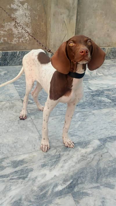 Pointer Dog for sale