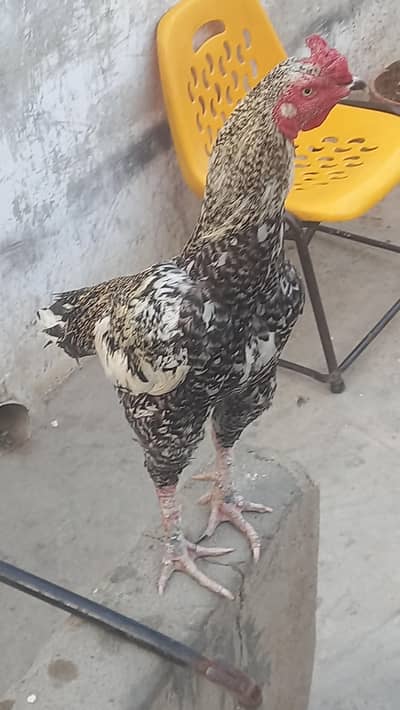 aseel jagiri nasal vip cheez mazboot jisamat