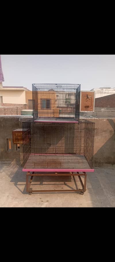 Parrot Cage