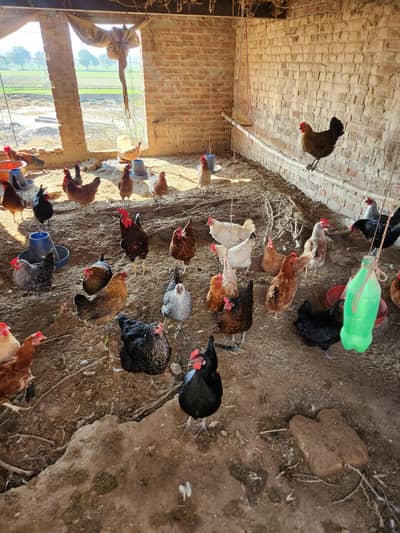 desi hens for sale