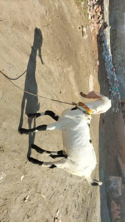 rajpuri ghulabi bacha