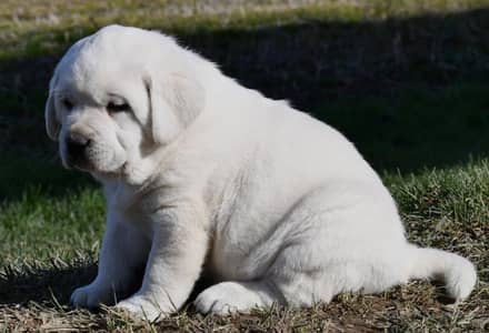 British Labrador top quality importedl | Healthy & Powerful/ breed