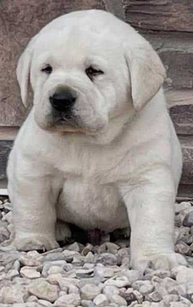 British Labrador high quality puppies imported parrots