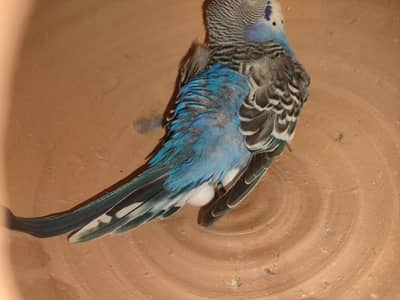 Love birds ek pair hai or Australia parrot 2 pair ha egg per ha