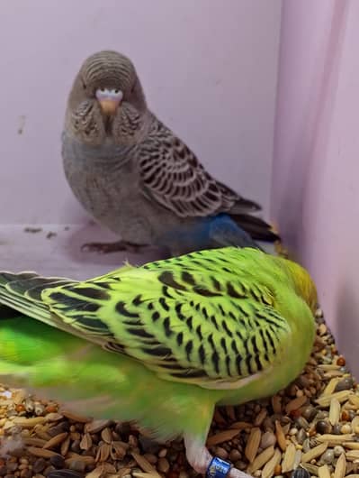 Combo Working Pair Available