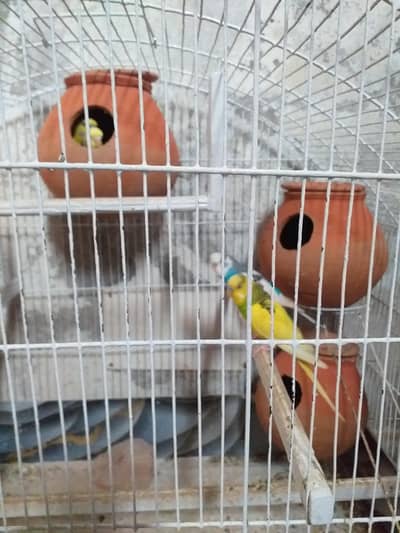 budgies breeder pairs