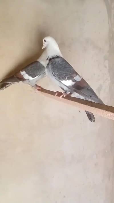 sabaz karabli kabootar