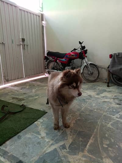 Siberian husky 6 month agr for sale