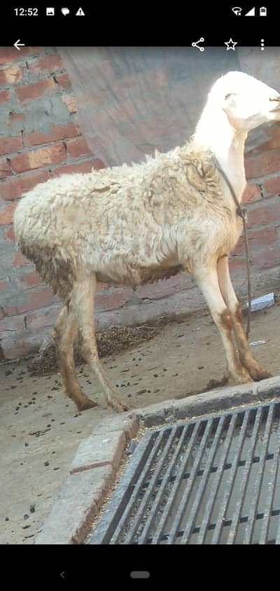 dumbi gaban 3month 03234438191