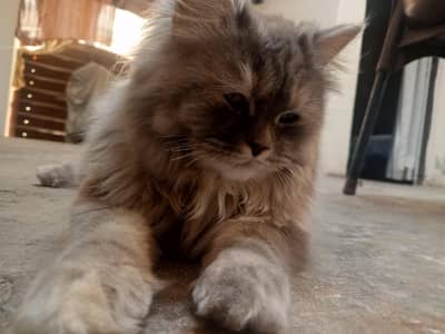Persian cat for sale , Female