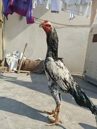 German King size Coconut Shamo