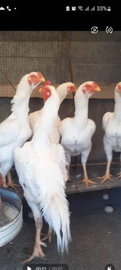 Paper White Japani Shamo Male and Female for sale