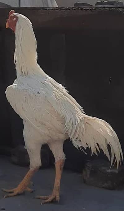 Paper White Japani Shamo Male and Female for sale