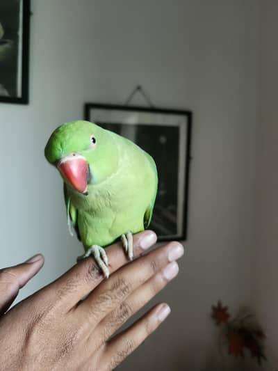 hand tame parrot