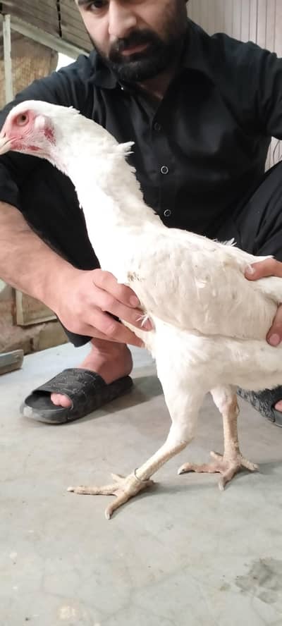 Pure German Shamo Female For Sale