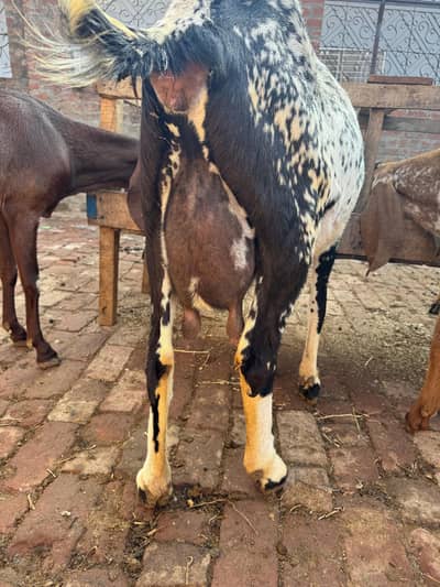 pregnant goat delivery on 9 feb