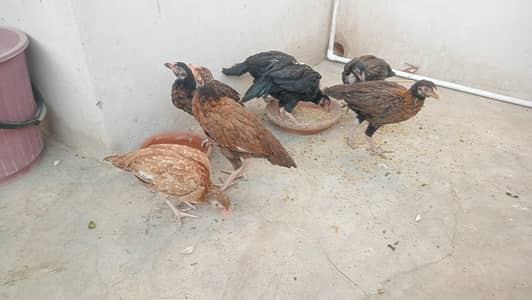 aseel amroha & mianwali breed