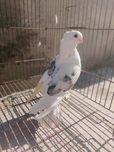 santinate pigeon or nakawb posh
