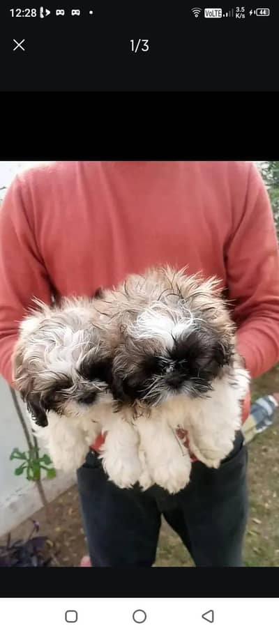 Top quality Shitzu puppies available