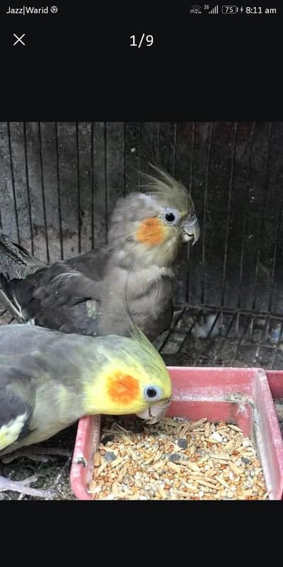 breeder pair for sale