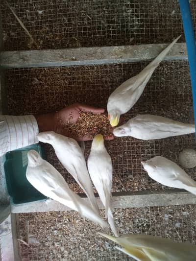 Cocktail Birds cockatiel parrot for sale