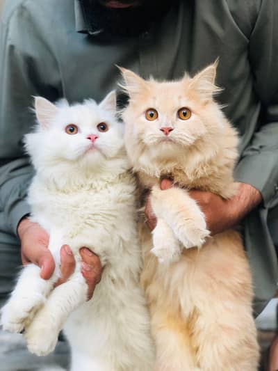 Female is 20 to 25 days breed