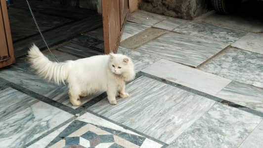 Persian triple coat cat