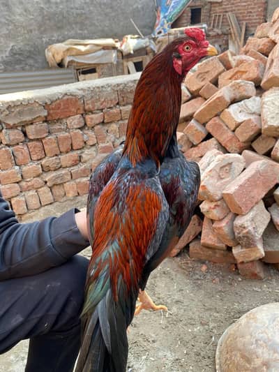 aseel mianwali patha