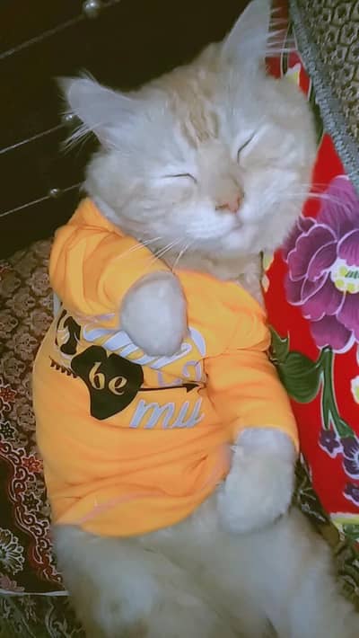 Persian male. whats app py contect Karin