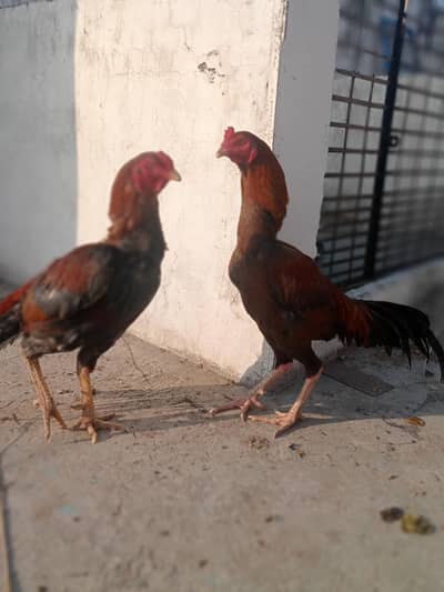 Pure Aseel Murgay for Sale | Healthy & Active Pair . Mianwali breed