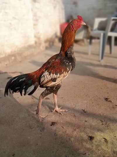 Pure Aseel Murgay for Sale | Healthy & Active .