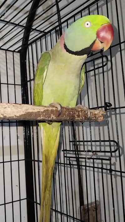 Breeder and talking Male  0321.7242445 call