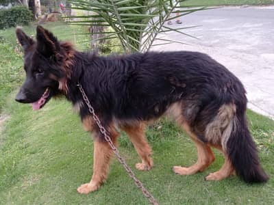 German Shepherd Puppy