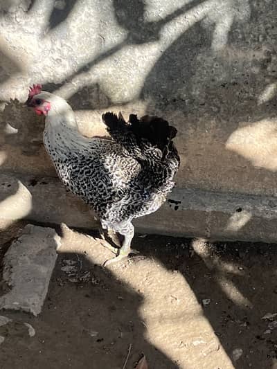 Desi and misri murgiya