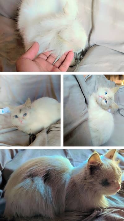 pair male and female washroom trained female is pregnant