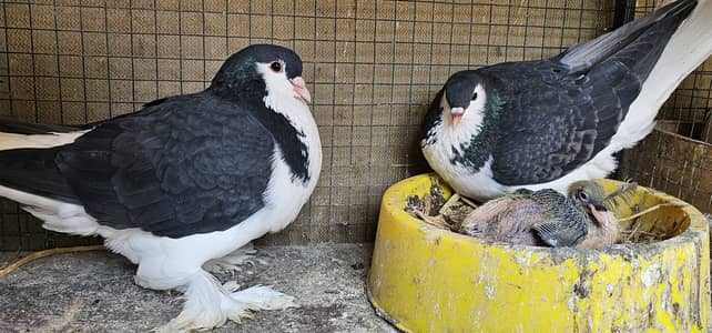 Lahori german sherazi