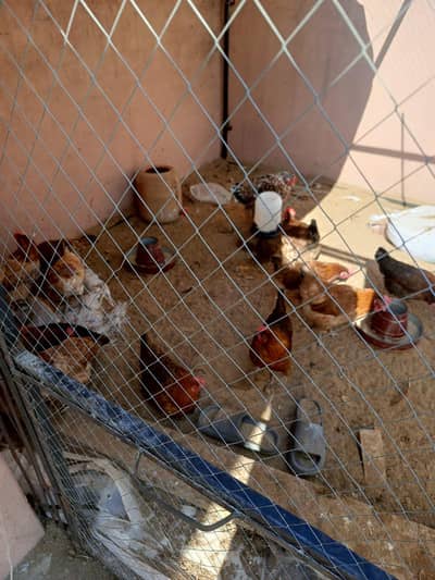 Golden Mirsri Murgia