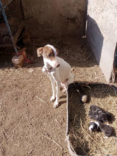 pointer crossfemale+ 4 puppies