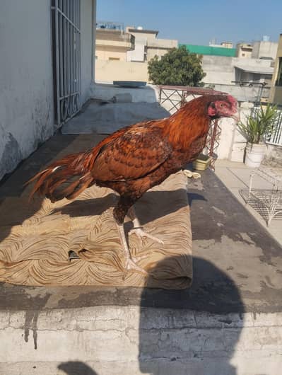 Quality wala nar hae