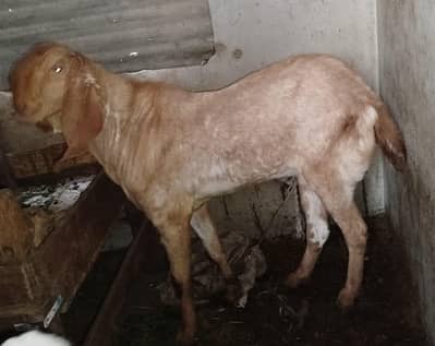 Makha Cheena Breeder