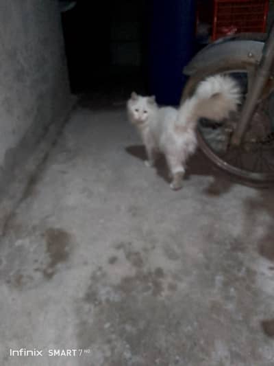 PERSIAN CÀT FEMALE