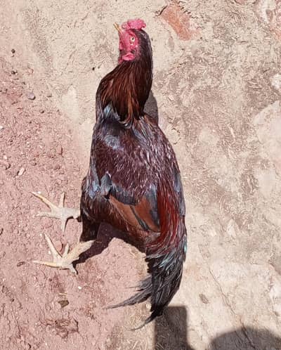 for sale سیل مرغا