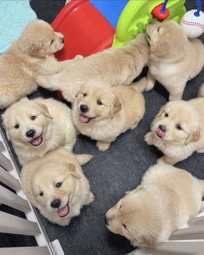 Golden Retriver Puppies healthy