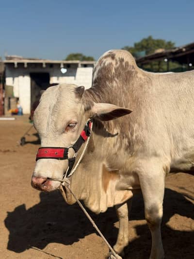 Bachra for sale (QURBANI 2026]