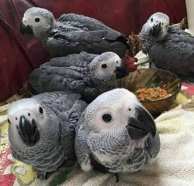 blu macaw gray parrot