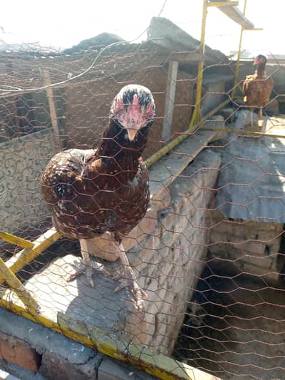 aseel mianwali hen