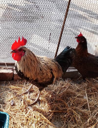 Desi murgha and murghi