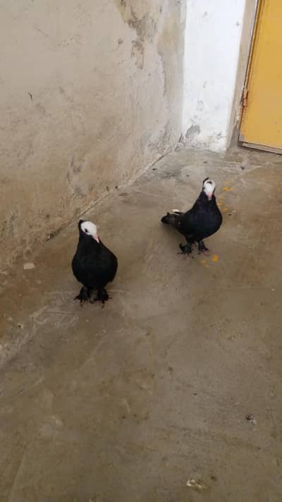 Fancy pigeons available for sale