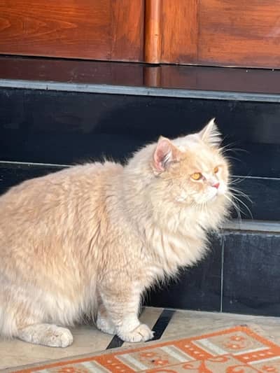 Male persian